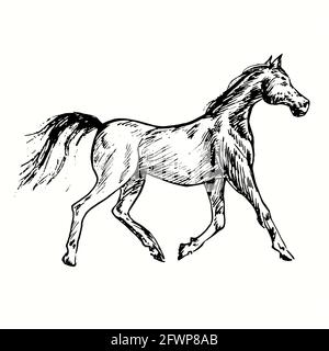 Horse galoppo vista laterale. Inchiostro nero e bianco doodle disegno in legno stile. Foto Stock