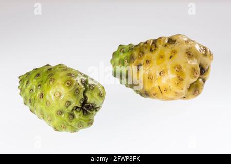 Morinda citrifolia - Noni frutto con molte proprietà medicinali; Foto su sfondo bianco. Foto Stock