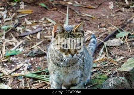 Colpo di primo piano di un gatto a righe che guarda verso il basso sul terreno Foto Stock