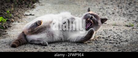 Carino gatto siamese soffice con pelliccia grigia che si stese su una strada Foto Stock