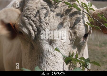 Bovini Charolais nella Francia centrale. La razza, allevata principalmente per la carne, è originaria di Charolles, nel dipartimento Saone-et-Loire della Francia centrale. Foto Stock