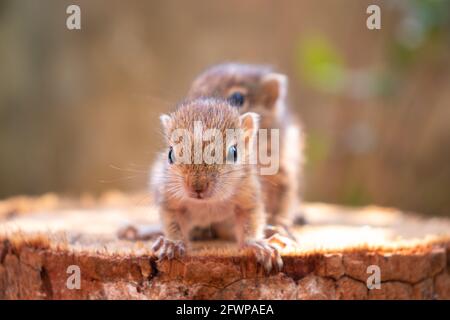 Piccoli scoiattoli persi nel selvaggio, carino e adorabile scoiattolo orfano bambini sono confusi e guardando la macchina fotografica, tre scoiattoli di palma a strisce magra forwa Foto Stock