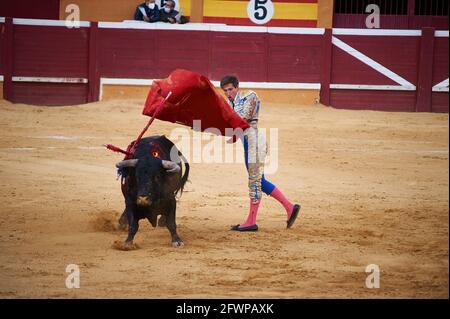 Tudela, Spagna. 23 maggio 2020. Daniel Barbero si esibisce con un toro da combattimento del ranch El Canario presso la Plaza de Toros Tudela (Plaza de Toros de Tudela) di Tudela. Sei tori dell'allevamento di bestiame 'El Canario' di Salamanca, in Spagna, hanno partecipato alle corride di oggi, 23 maggio, dai giovani corrieri Daniel de la Fuente, Daniel Barbero e Diego Garcìa nell'arena di Tudela, Navarra, in Spagna. Il rispetto della capacità in ogni momento con le misure del Covid 19. Credit: SOPA Images Limited/Alamy Live News Foto Stock