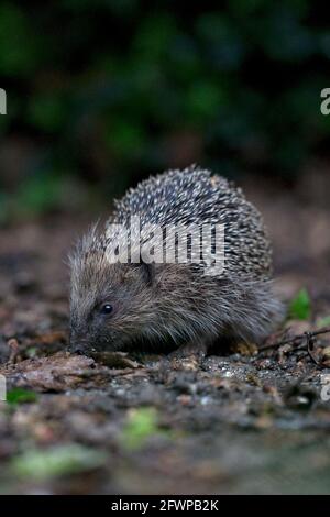 Foraggio europeo di Hedgehog (Erinaceus europaeus) Foto Stock