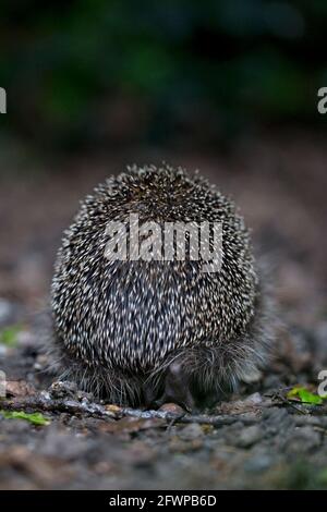 Unione riccio (Erinaceus europaeus) Foto Stock