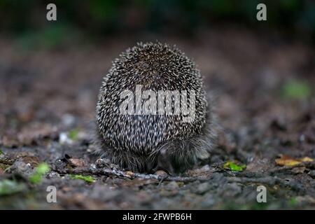 Unione riccio (Erinaceus europaeus) Foto Stock