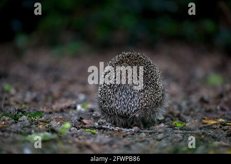 Unione riccio (Erinaceus europaeus) Foto Stock