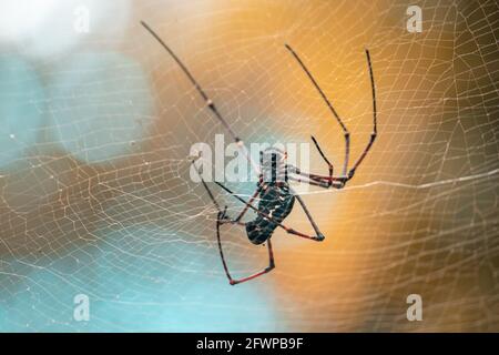 Enorme orb oro tessitore rete sotto la vista. Creando una grande rete per preda come insetti volanti per impigliarsi. Foto Stock