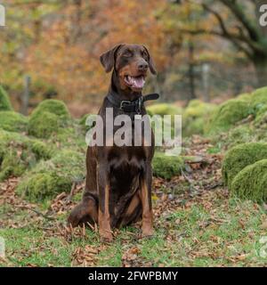 Dobermann, dobermann Foto Stock