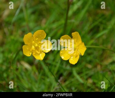 Buttercup Flower, Cambridge UK, spazio floreale puramente bello e tranquillo Foto Stock