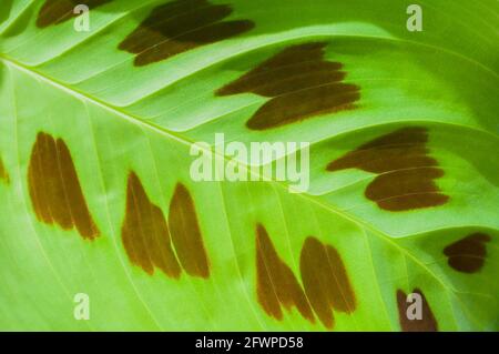 Fondo fiore con Maranta leuconeura var. Kerchoveana. Maranta leuconeura o pianta di preghiera è una specie di pianta fiorente della famiglia Marantace Foto Stock