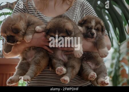 Il proprietario tiene tre piccoli cuccioli soffici nelle sue braccia. Foto Stock