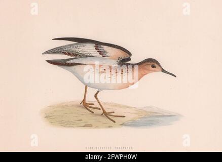 Sandpiper Buff-breasted. Uccelli britannici di Morris. Stampa a colori antica 1870 Foto Stock