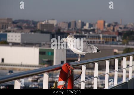 gabbiano seduto su una ringhiera con vista sulla città sullo sfondo Foto Stock