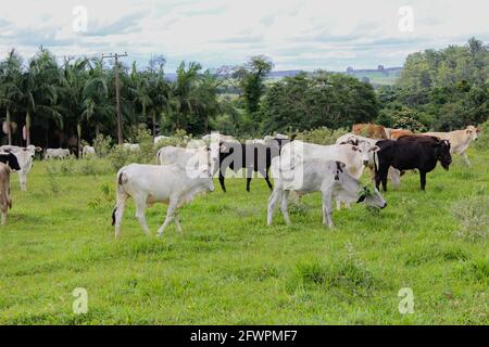 Mucche di razze diverse in un campo erboso su una giornata di sole e nuvole in una fattoria in Brasile. Foto Stock