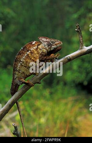 Oustalets's Chameleon Furcifer oustaleti (maschio) Madagascar RE000125 Foto Stock
