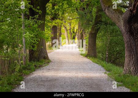 percorso con un vicolo alberato nella foresta Foto Stock