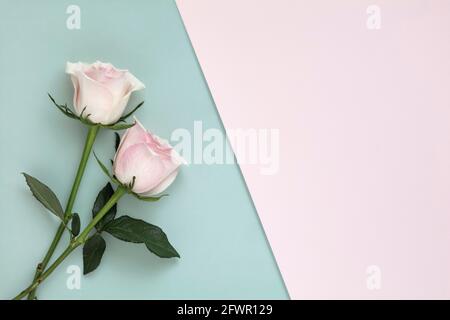 Rose su fondo azzurro e rosa Foto Stock