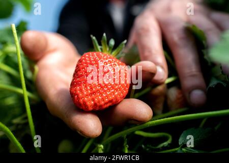 24 maggio 2021, bassa Sassonia, Langenhagen: Maximilian Roth, agricoltore e amministratore delegato di Strawberry Paradise Krähenwinkel, tiene una fragola matura sotto una galleria di lamine. La raccolta di fragole in campo aperto non inizierà per alcune settimane a causa del freddo e delle piogge nei campi della bassa Sassonia. Foto: Hauke-Christian Dittrich/dpa Foto Stock