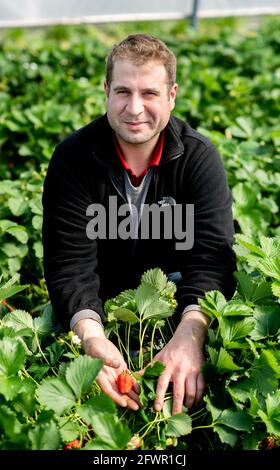 24 maggio 2021, bassa Sassonia, Langenhagen: Maximilian Roth, agricoltore e amministratore delegato di Strawberry Paradise Krähenwinkel, tiene una fragola matura sotto una galleria di lamine. La raccolta di fragole in campo aperto non inizierà per alcune settimane a causa del freddo e delle piogge nei campi della bassa Sassonia. Foto: Hauke-Christian Dittrich/dpa Foto Stock