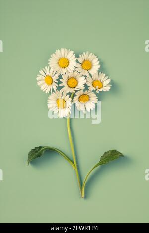 Margherite disposte a forma di fiore Foto Stock