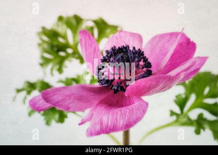 Primo piano Anemone viola Foto Stock