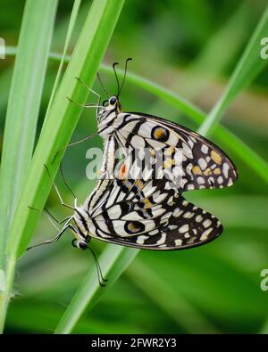 comune lime farfalla in amore Foto Stock