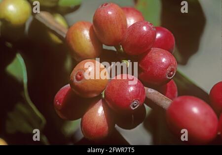 Caffè arabica rosso maturo (Coffea arabica), frutti di bosco, Colombia Foto Stock