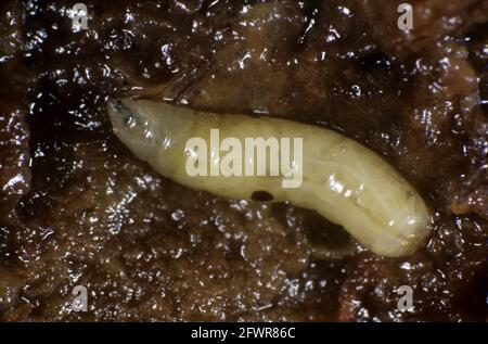 Mosca o medfly di frutta mediterranea (Ceratite capitata) vola larva in frutta marcata Foto Stock