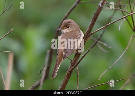 Trillo Reed (Acrocephalus scirpaceus) Foto Stock