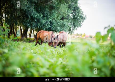 Due cavalli pascolano sul campo verde Foto Stock