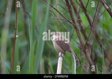 Trillo Reed (Acrocephalus scirpaceus) Foto Stock