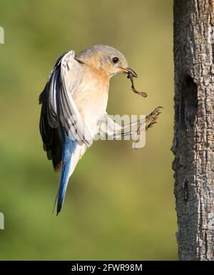 Femmina orientale Bluebird di ritorno a Nest Foto Stock