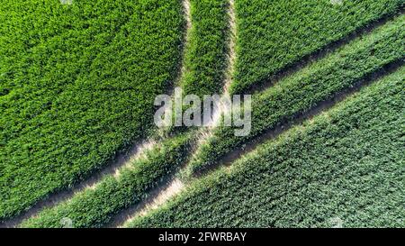 Primo piano Vista aerea dei margini del campo, Coldblow Farm, Ripple, Walmer, Kent Foto Stock