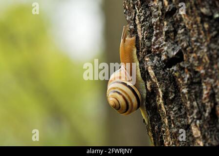 Chiocciola bianca strisciata su un albero dopo la pioggia, primo piano. Su corteccia impregnata. Sfondo chiaro sfocato. Genere specie Cepaea hortensis. Foto Stock