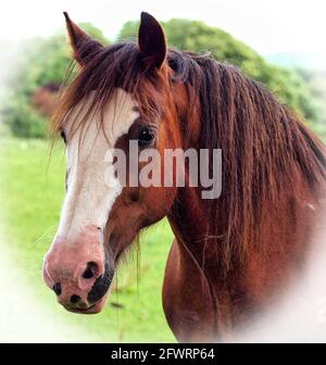 Un primo piano di un bel cavallo di castagno, con una vignetta bianca applicata. Foto Stock
