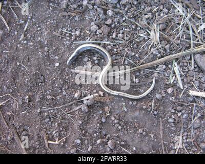 La lucertola senza legnari a verme lento assomiglia a un serpente. Percorso costa sud-ovest. Cornovaglia meridionale. Paese occidentale. Inghilterra. REGNO UNITO Foto Stock