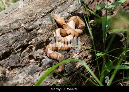 Testa di copperhead a banda larga Foto Stock