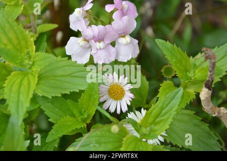 Daisy Flower, Orchid Flower, Orchids, Fairy tale UK, due fiori diversi hanno gli stessi colori, bianco, giallo, rosa, fiori colorati Foto Stock