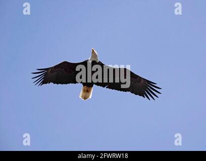 'Un'aquila calva americana, che svetta sotto un cielo blu sopra un lago nell'Oregon centrale. Foto Stock