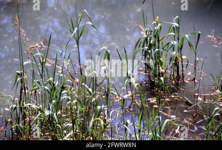 Palude dei Mareschi, Parco Naturale dei laghi di Avigliana, Piemonte, Italia, Val di Susa Foto Stock