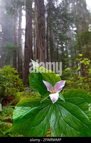 Purple trillium, Trillium erectum, cresce selvaggio nel Parco Nazionale delle Redwoods. Questi stanno crescendo nella sezione di Prairie Creek nella California settentrionale. Foto Stock