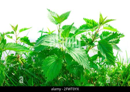 nettles pianta verde su sfondo bianco Foto Stock