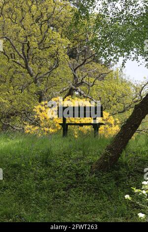 Bargany Gardens, Ayrshire, Scozia Regno Unito . Una solitaria panca di legno si trova tra gli alberi Foto Stock