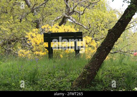 Bargany Gardens, Ayrshire, Scozia Regno Unito . Una solitaria panca di legno si trova tra gli alberi Foto Stock