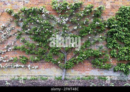 Fan dell'albero di Apple cresciuto o si è abbronzato sui fili; varietà di Apple Edward VII che cresce contro un muro in fiore in primavera, Cambridgeshire UK Foto Stock