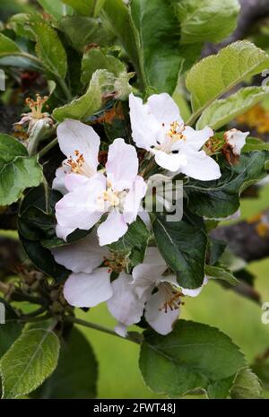 Apple Blossom UK - fiori della varietà di mele Apple Roxbury Russet in primo piano in primavera; Suffolk UK Foto Stock