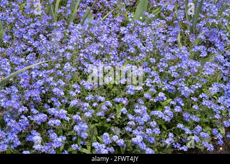 Forget me Nots; Blue Forget Me Not flowers, aka Scorpion grasses, genere Myosotis, cresce comunemente in tutto il Regno Unito Foto Stock