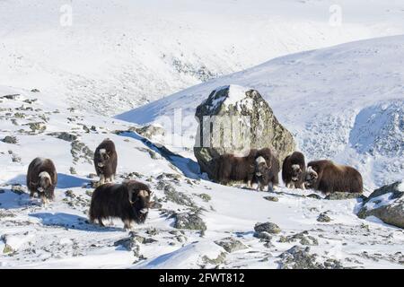 Muskoxen (Ovibos moschatus) mandria muskox che invecchia sulla tundra innevata in inverno, Dovrefjell–Sunndalsfjella National Park, Norvegia Foto Stock