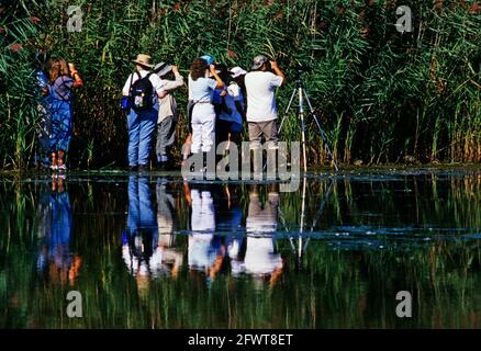 Birdwatching al Jamaica Bay National Wildlife Refuge's East stagno Foto Stock